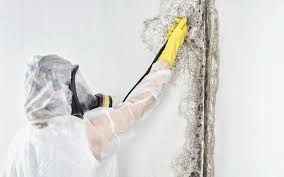 Environmental Consulting for Mold Prevention in Martins Ferry, OH